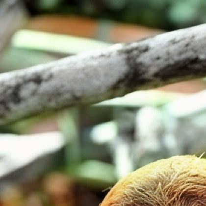 巴西马瑙斯+亚马逊雨林3日2晚私家团