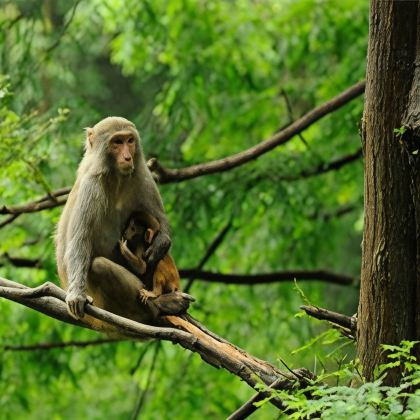 河南郑州+洛阳+老君山+万仙山+开封+云台山+红旗渠12日11晚跟团游