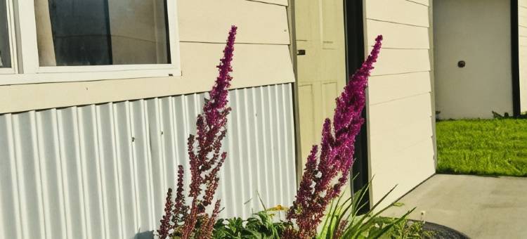 先锋汽车旅馆(The Pioneer Motel)图片