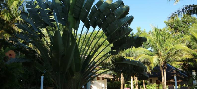 拉孜海滩度假村(Lazi Beach Club Resort)图片