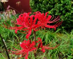 Imperial Ancestral Temple: Limited-Time Floral and Goldfish Exhibitions