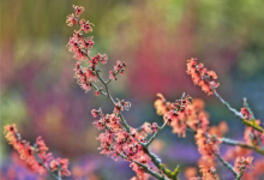 客家杏花村景点图片