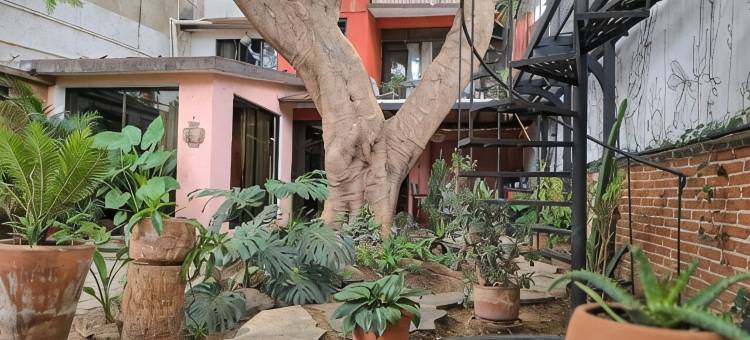 索奇米尔科的树之家旅馆(Casa del Árbol Hostel Xochimilco)图片