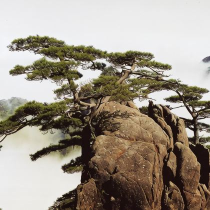 黄山风景区+宏村景区+西递3日2晚跟团游
