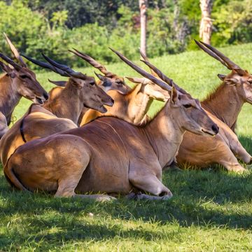 肯尼亚+坦桑尼亚10日9晚跟团游