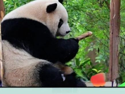 Panda base, "Panda" brand extra-thick natural fleece blankets are here