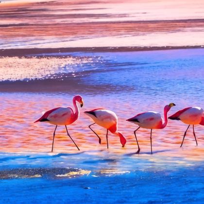 墨西哥坎昆+智利百内国家公园+秘鲁利马+Amazon Explorer14日12晚私家团