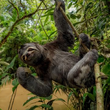 厄瓜多尔+加拉帕戈斯省+亚马逊雨林11日10晚跟团游