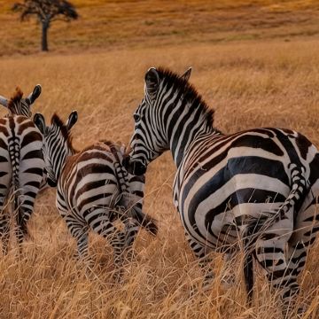 肯尼亚+内罗毕12日9晚私家团