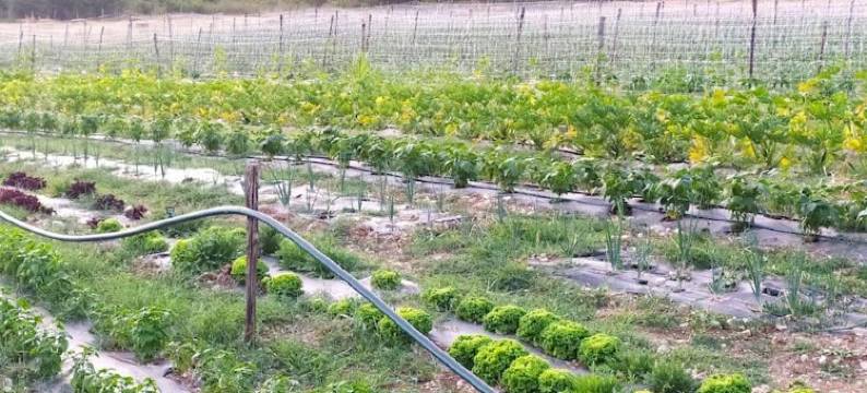 三个农舍农家乐(Agriturismo Tre Casali)图片