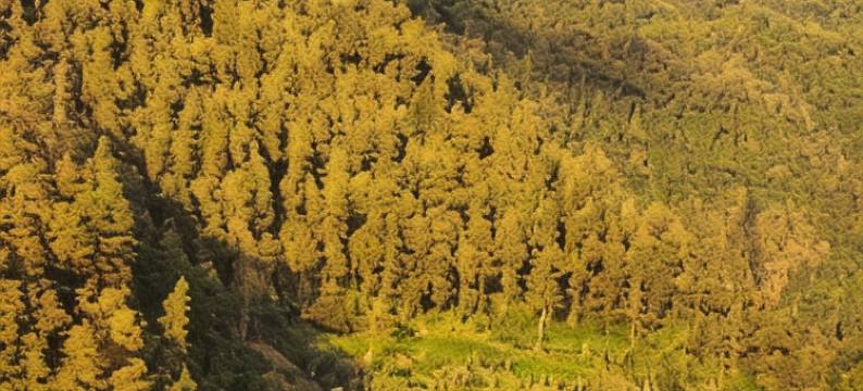 Villa Kusuma Tawangmangu图片