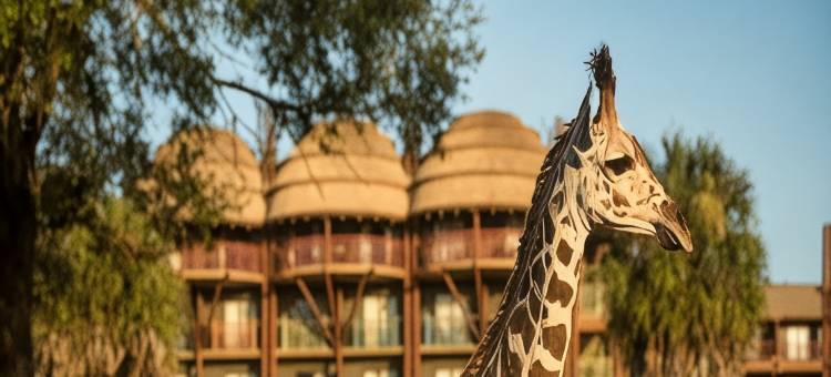 迪士尼动物王国小屋(Disney's Animal Kingdom Lodge)图片