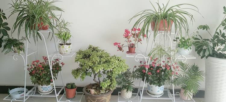 绩溪鸿锦宾馆(绩溪北站店)图片