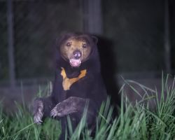 Predator zone night tours return at Shanghai Wild Animal Park!