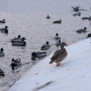 丹麦6日5晚自由行
