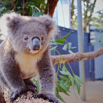 澳大利亚悉尼+墨尔本+蓝山国家公园9日8晚私家团