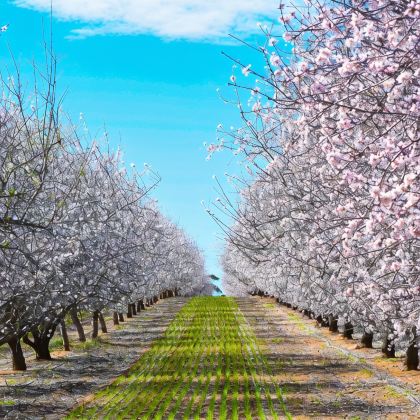 澳大利亚南澳大利亚阿德莱德+穆理河4日3晚拼小团