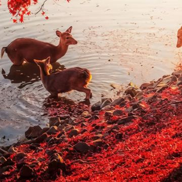 日本大阪+京都7日6晚自由行
