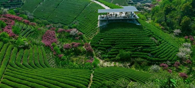 余姚老沈家茶宿图片