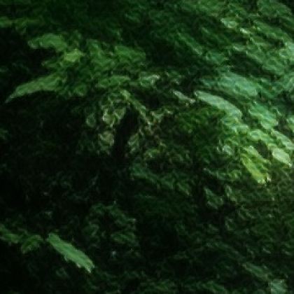 河南嵩县洛阳白云山风景区2日1晚跟团游