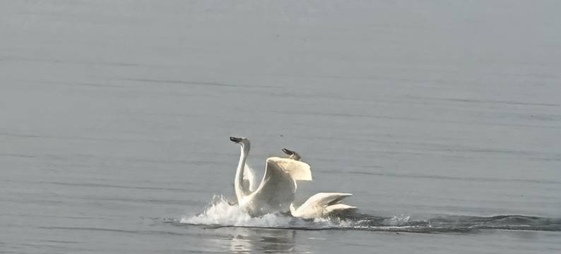 观海爱小筑商圈火车站韩乐坊刘公岛(青岛北路分店)图片