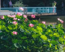 Quick guide to Huangpu's summer arts and culture strolls