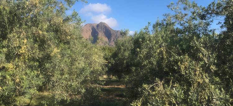 苏卡佩杜农家乐(Su Cappeddu Agriturismo)图片