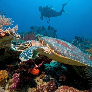 马来西亚吉隆坡+沙巴+仙本那8日7晚拼小团