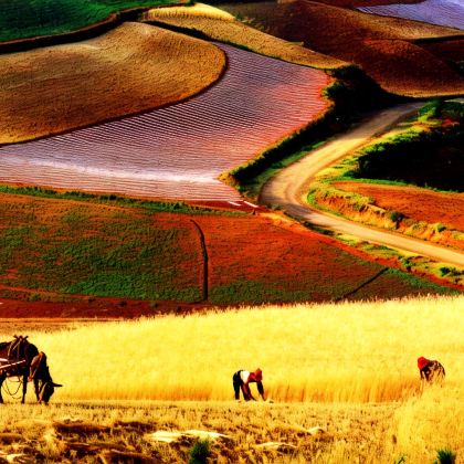 昆明+抚仙湖+建水+河口+元阳+蒙自+普者黑风景区+坝美世外桃源景区+东川红土地11日10晚私家团