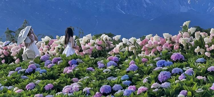 Galsang荷悦·格桑云朵|新中式°|旅居花园美宿(丽江古城店)图片