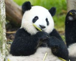 Panda Workshop returns for a cool summer!