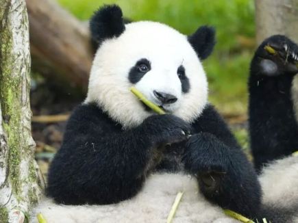 Panda Workshop returns for a cool summer!