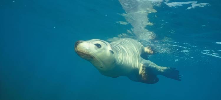朱里恩湾旅游公园酒店(Jurien Bay Tourist Park)图片