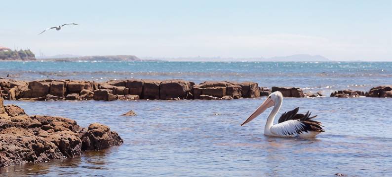 蚬壳港村汽车旅馆(Shellharbour Village Motel)图片