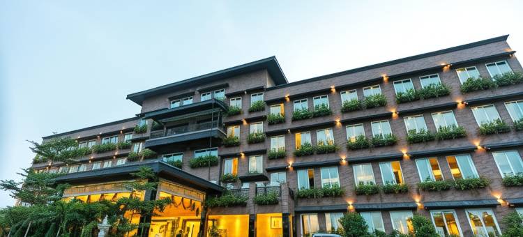 梅菲尔Purnea(Mayfair Purnea)图片