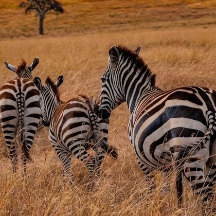 肯尼亚+坦桑尼亚8日6晚私家团