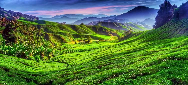 Cameron Highlands, Timmy @ Golden Hill图片