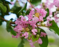 Find summer romance in Gucun Park's sea of crape myrtles