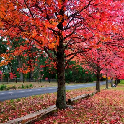 澳大利亚布里斯班+黄金海岸+凯恩斯+悉尼+冲浪者天堂+绿岛+大堡礁9日私家团