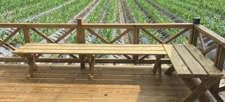 夏内尔落羽松民宿图片