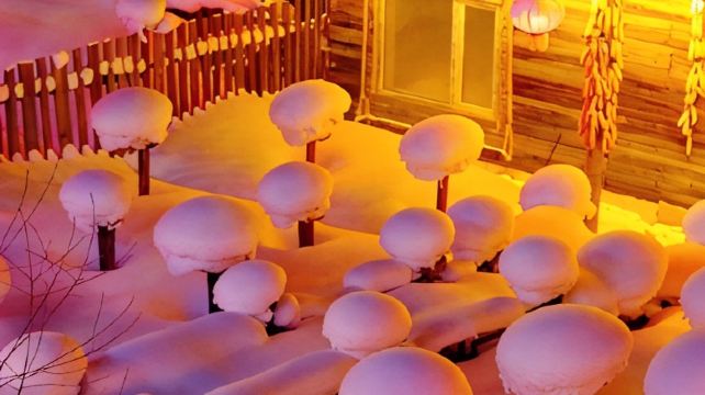 5-Day Northern Utopia Snow Adventure Harbin Private Tour·Songhua River, Central Street, China Harbin Ice And Snow World, Siberia Tiger Park and Yabuli Ski Resort