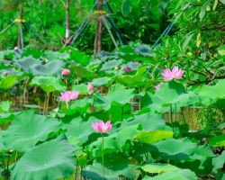 Guangzhou kicks off lotus season: 1,000 varieties at Lotus Hill