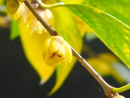 西湖蠟梅悄然綻放