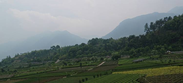 松阳听茶小筑图片
