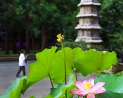Cooling upgrades safeguard summer visits to Lingyin and Feilai Peak