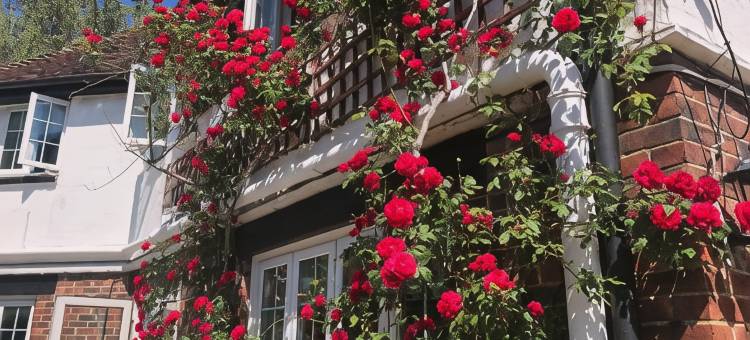 黑兹尔威克(Hazelwick)图片