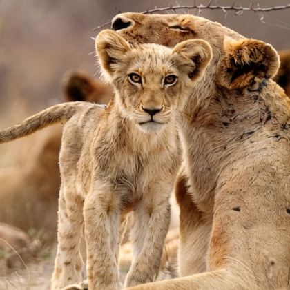 南非约翰内斯堡+克鲁格国家公园+开普敦+好望角12日9晚跟团游