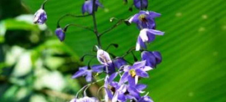 帕坎德别墅旅馆(ApartHotel Villa Pacande & Suites)图片