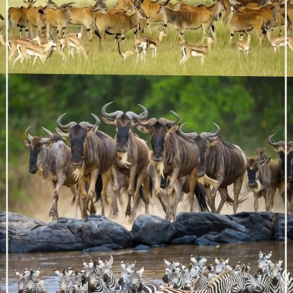 肯尼亚10日8晚跟团游
