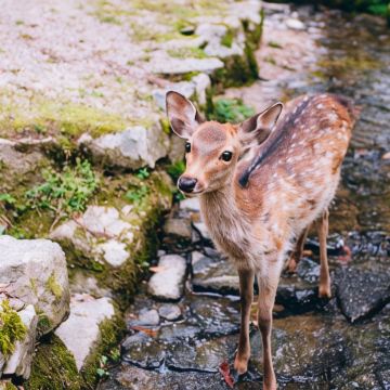 东京+富士山+京都+奈良+大阪6日拼小团